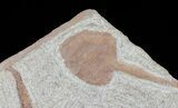 Ordovician Brittle Star (Ophiura) Fossil - Morocco #70045-3